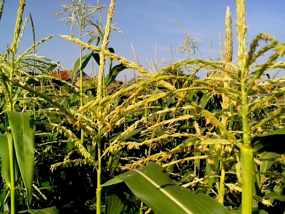 Blossoming corn plant