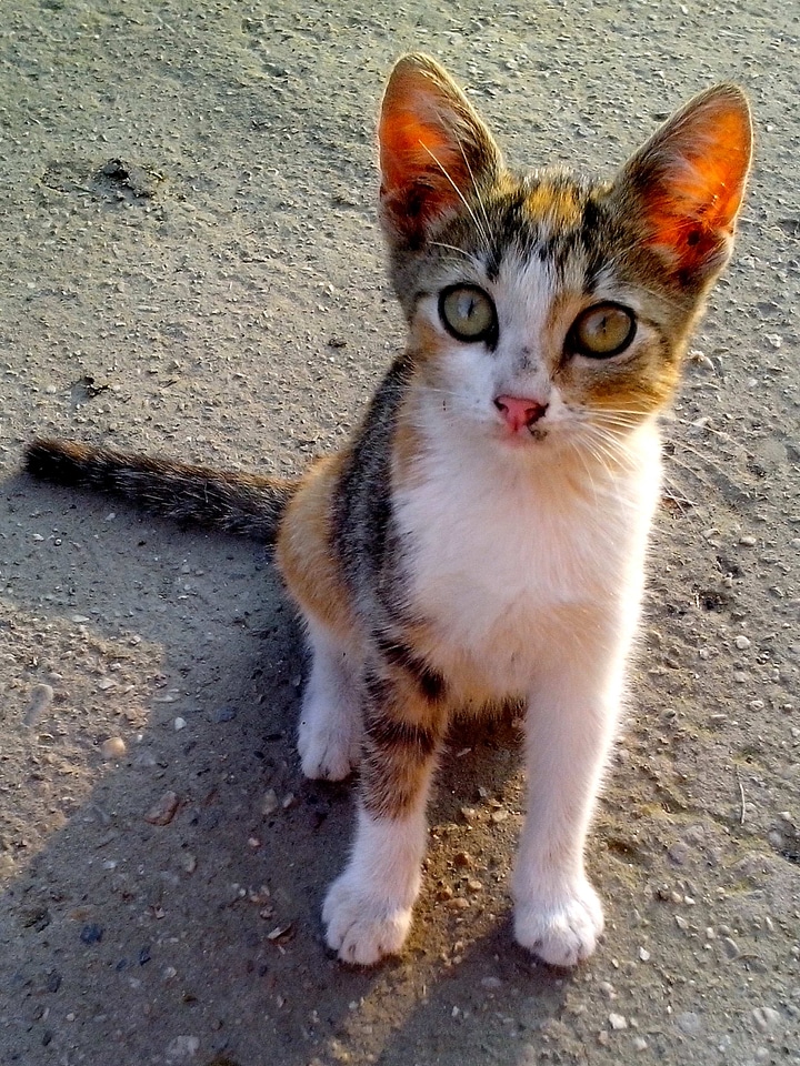 Cat cute looking
