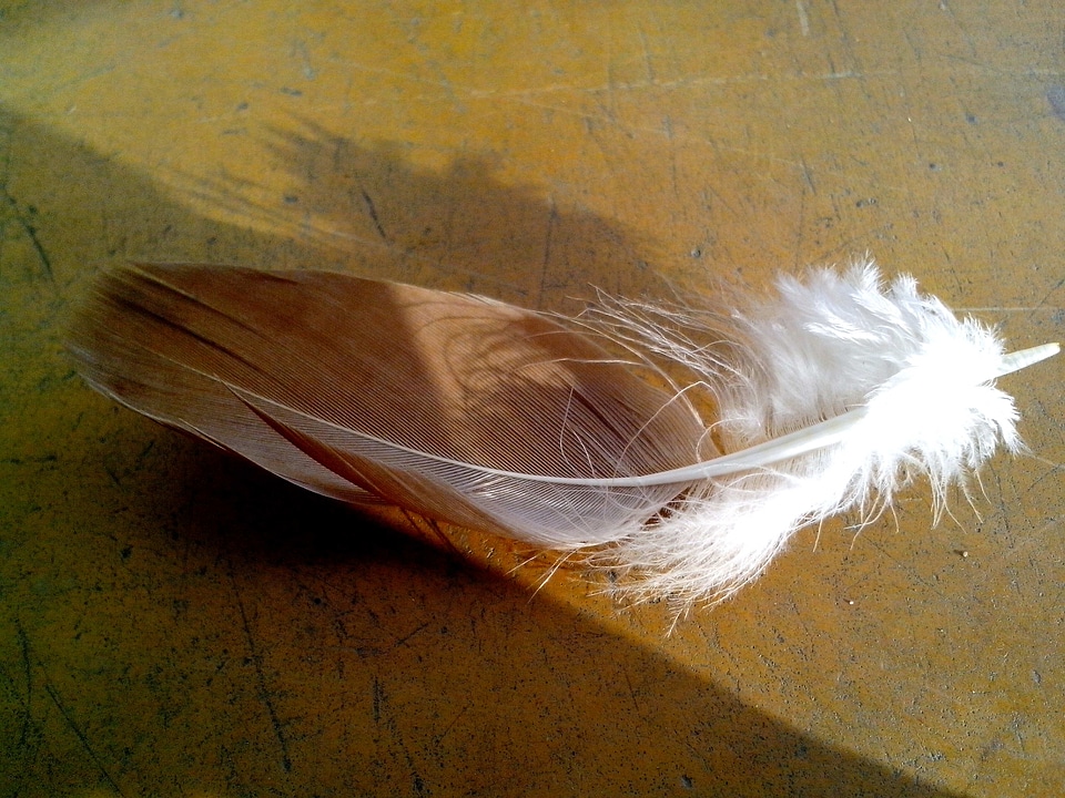 Bird feather 