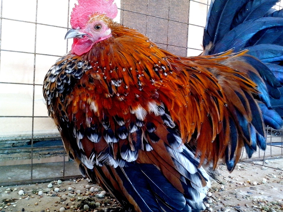 Bantam bird chicken
