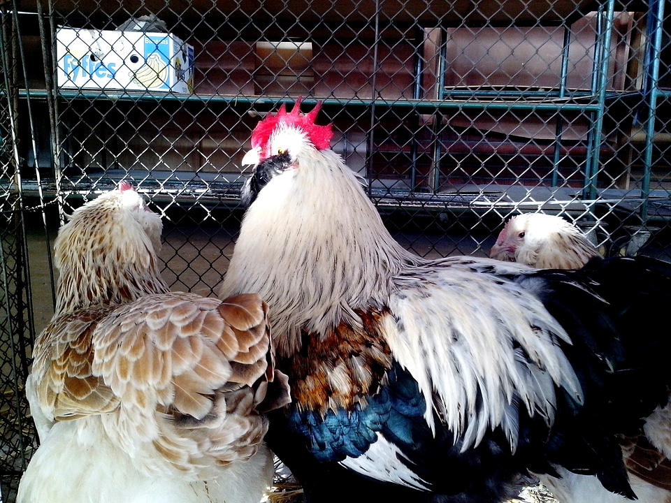 Bantam chicken colorful