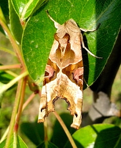 Bug colorful moth