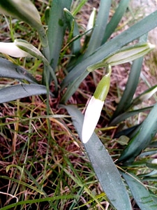 Close close-up flowers