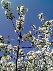 Blossoming cerise flowers