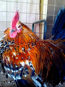 Bantam chicken colorful