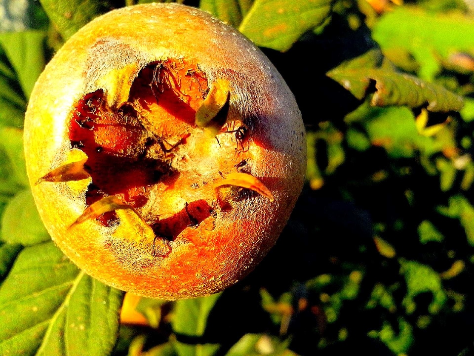 Close close-up fruit