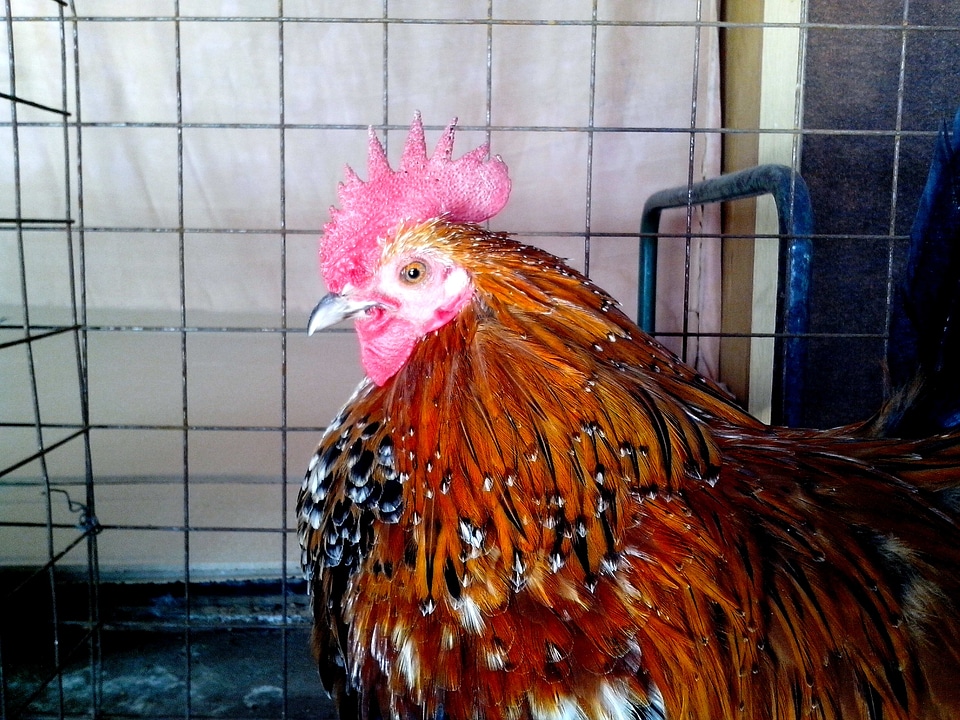 Bantam bird chicken