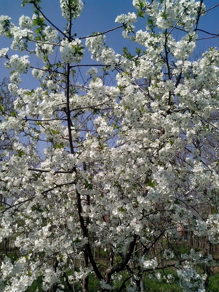 Blossoming cerise flowers