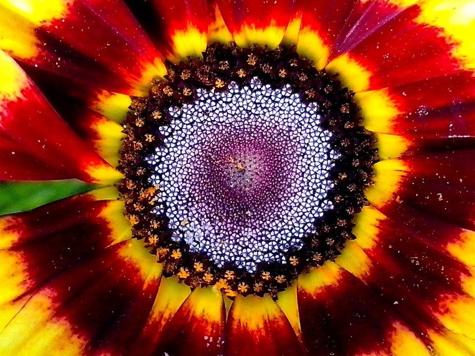 Beautiful Photo bloom blossoming