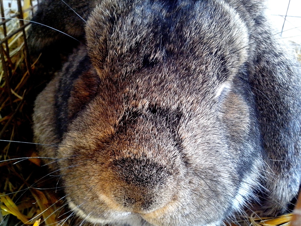 Bunny chief close
