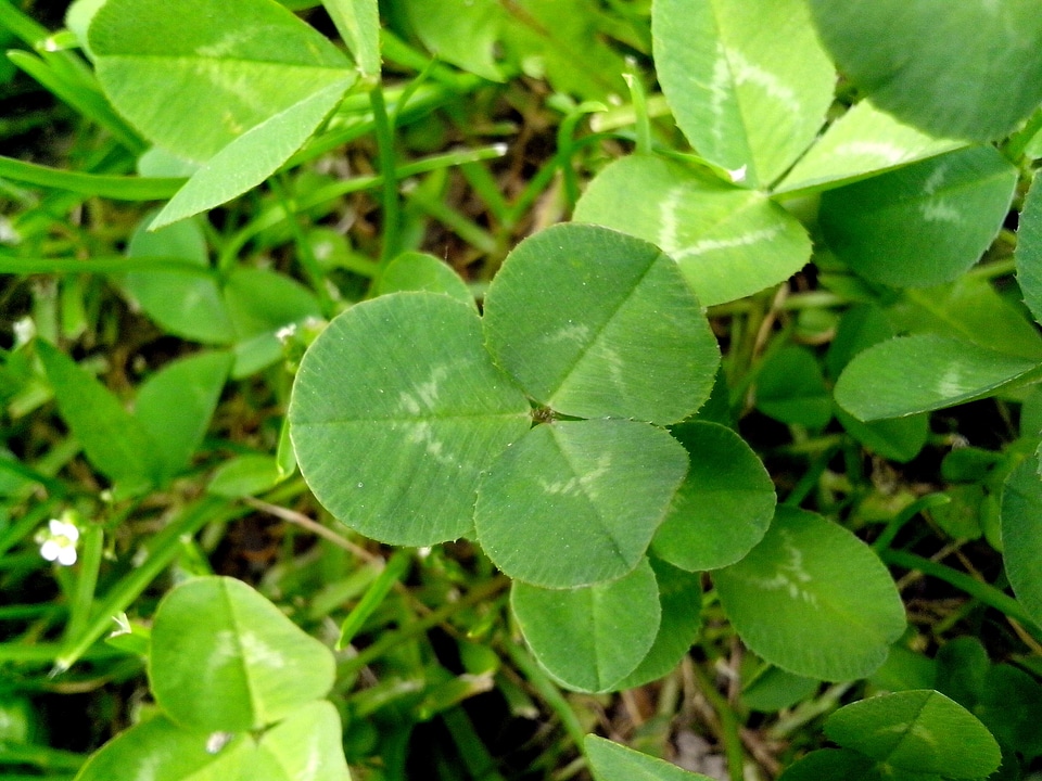 Clover grass plants greenery