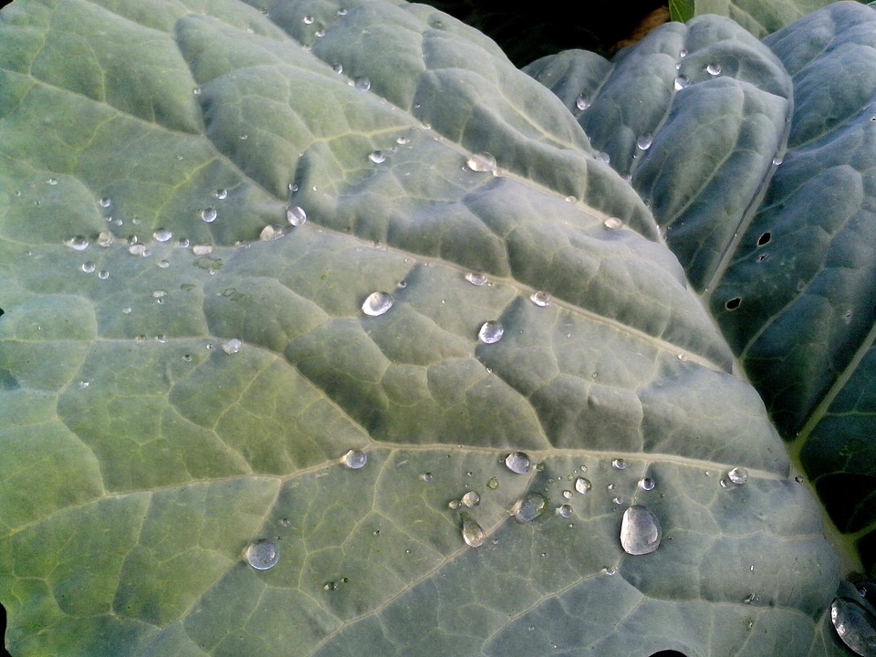 Cabbage leaf organic