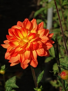 Red yellow flower bud
