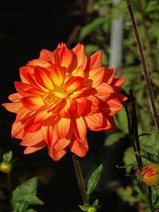 Red yellow flower bud photo