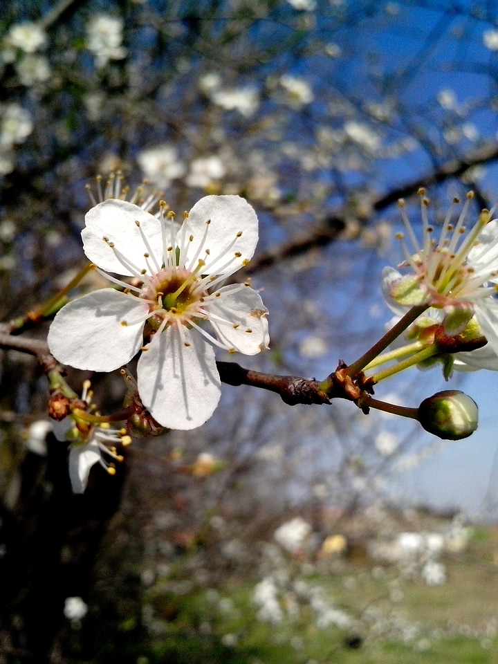 Blossoming cerise poland