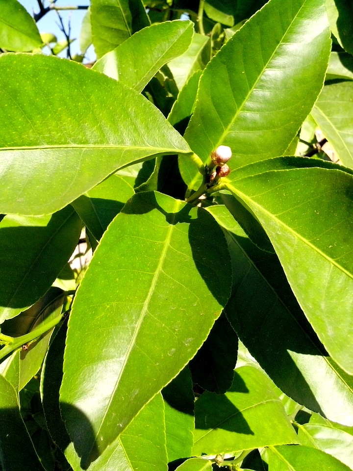Blossom lemon 
