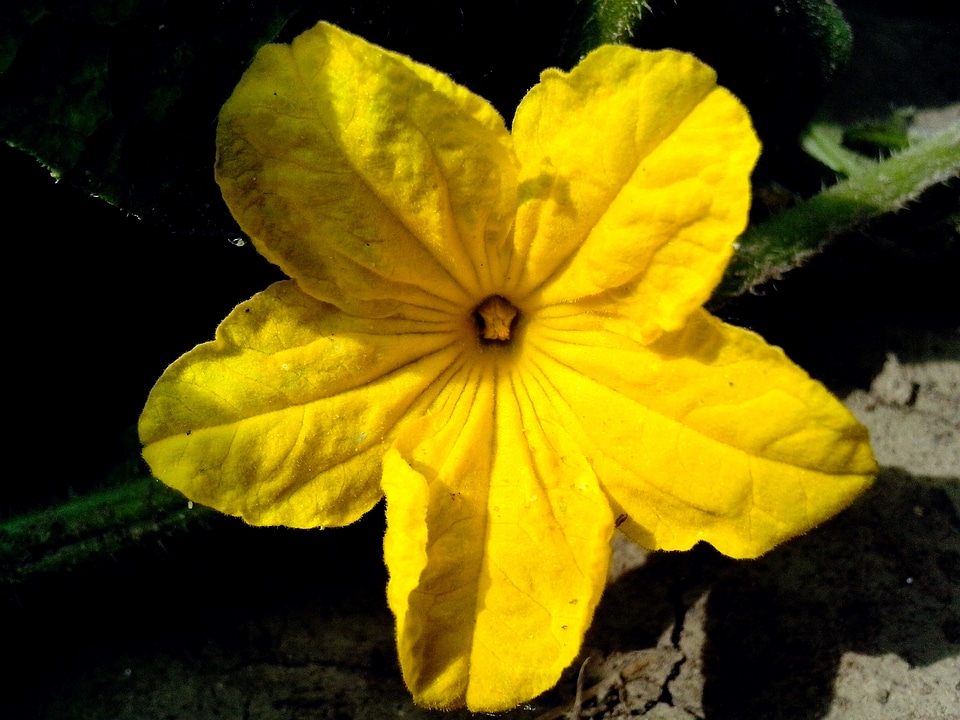 Blossom cucumber yellow
