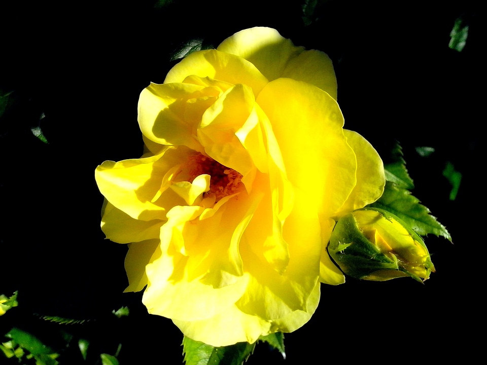 Blossom pink yellow
