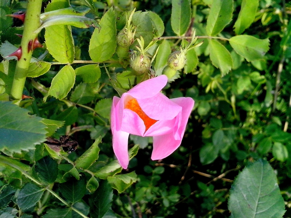 Blossoming pink 