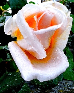 Blossoming petals pink