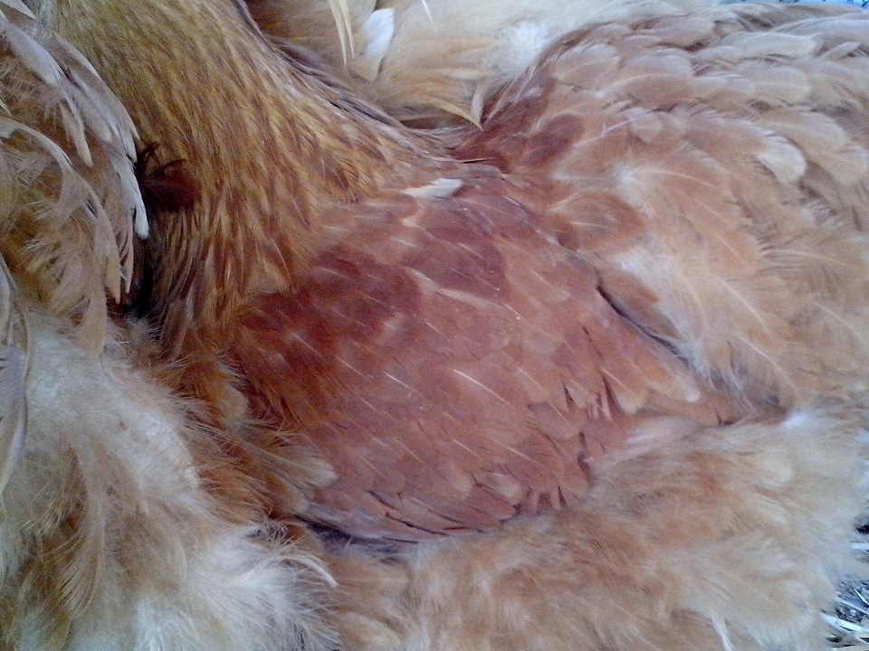 Bantam feather orange