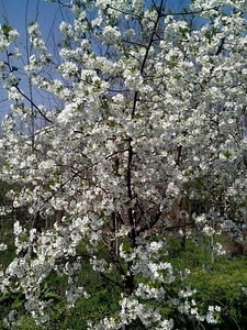 Blossoming cerise flora