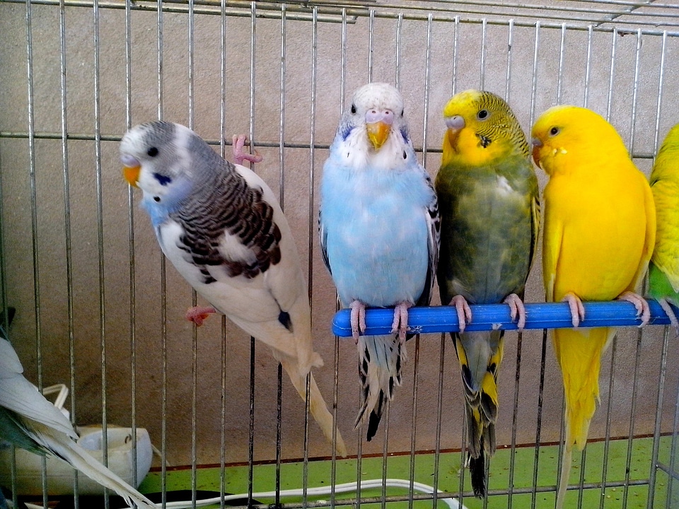 Blue greenery parrots
