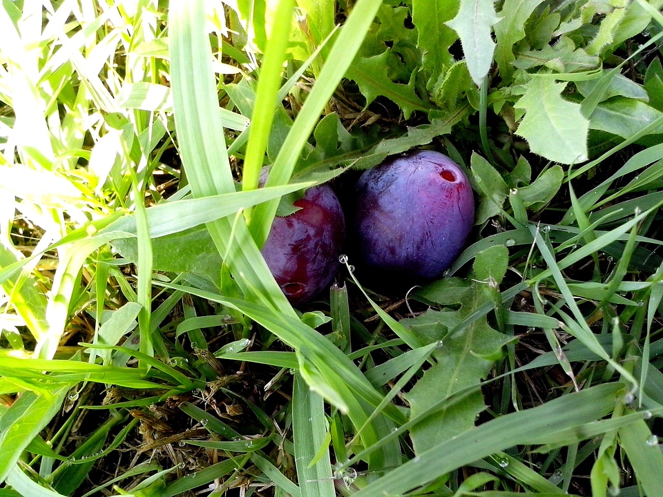 Blue grass plants 