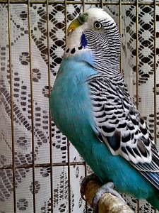 Blue cage domestic