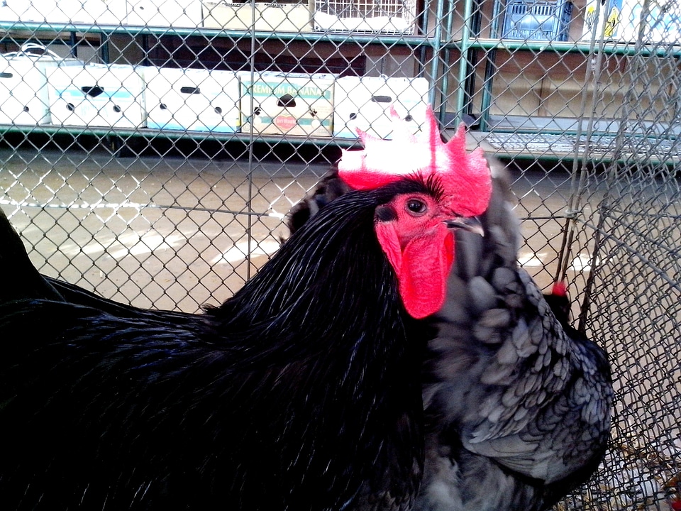 Black chickens domestic
