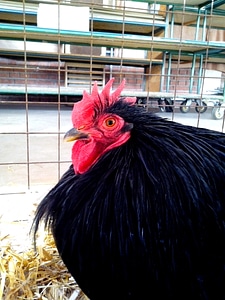 Bantam bird black photo