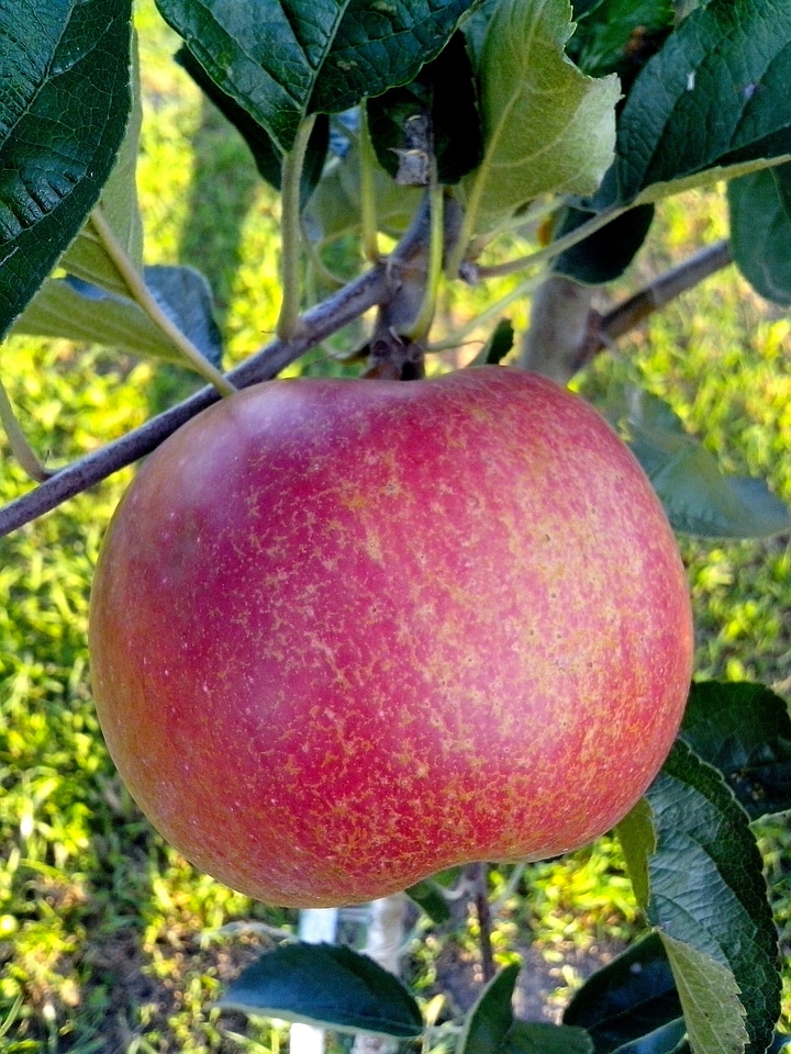 Apple fruit organic