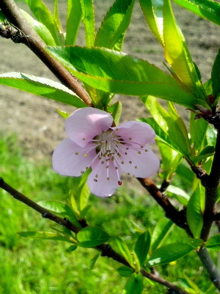 Blossoming bouquet full