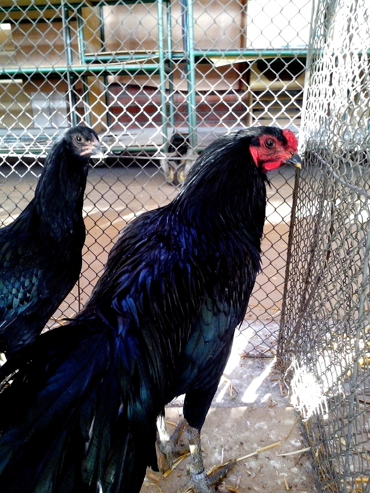 Bantam black decorative
