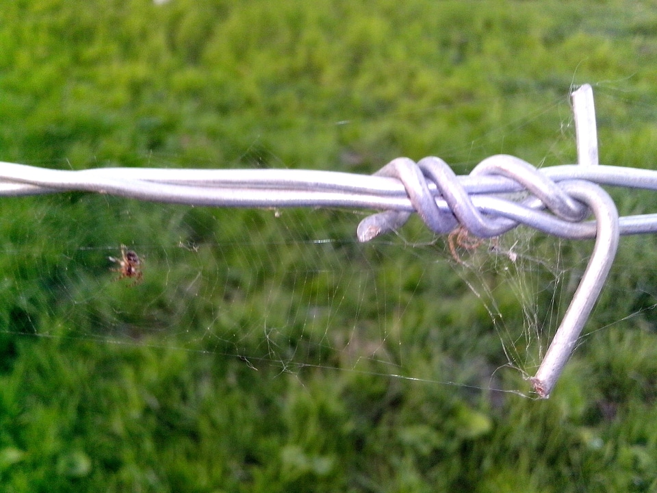 Barbed Wire close-up phylum