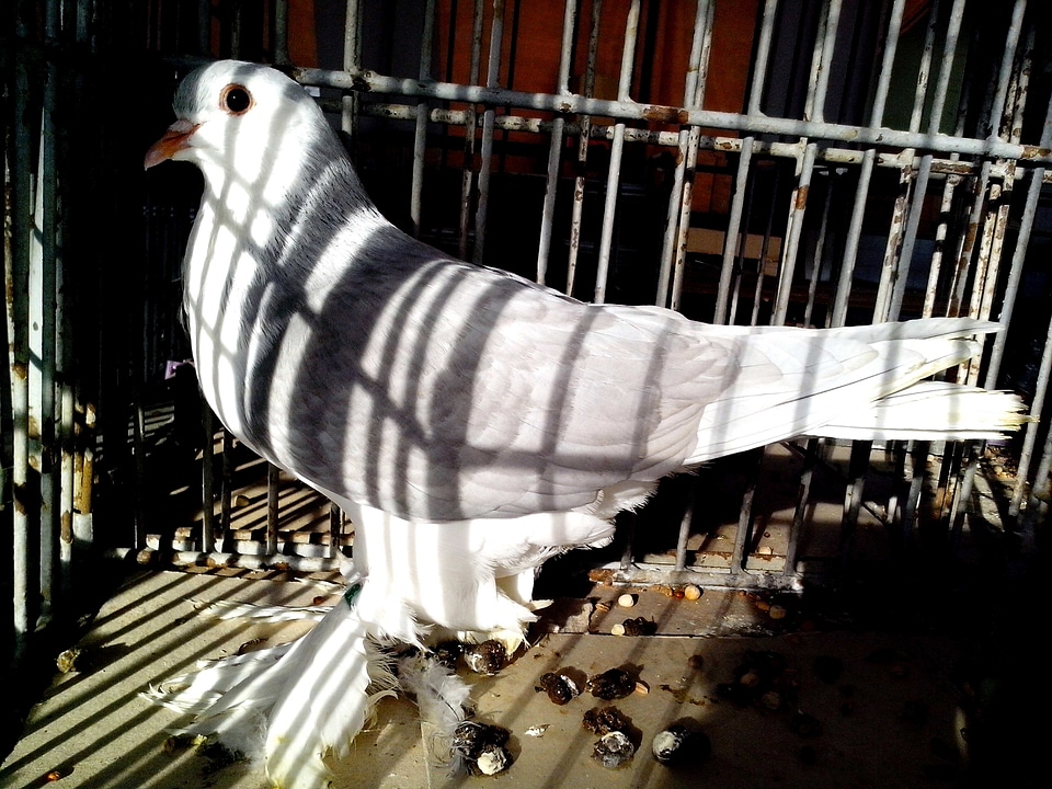 Beautiful bird dove