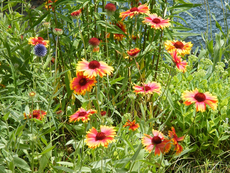 Summer flowers color