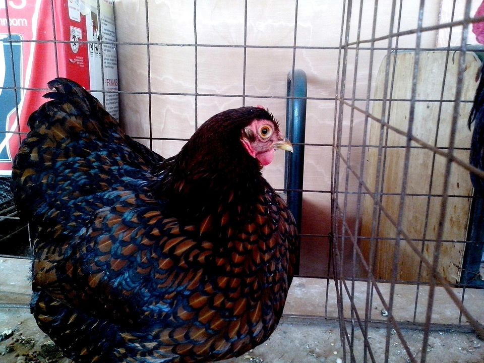 Beautiful chicken colorful