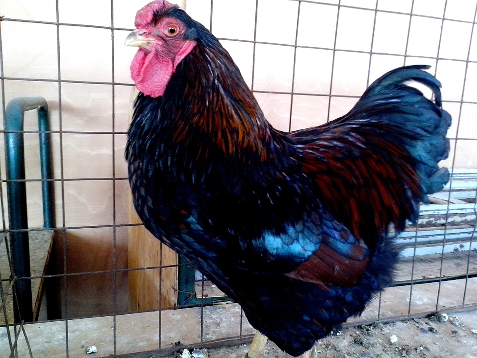 Bantam beautiful black