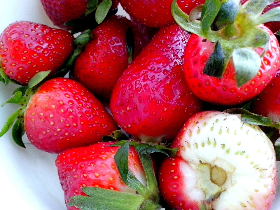 Beautiful cutter fruit