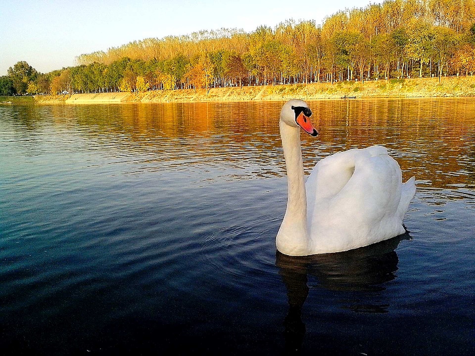 Beautiful bird mute swan