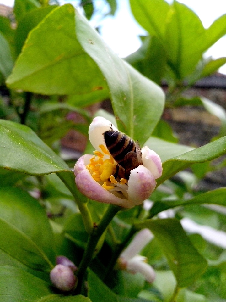 Bee blossom lemon