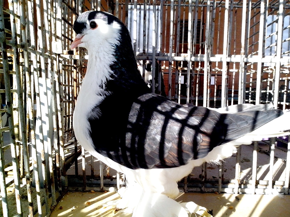 Black black and white dove