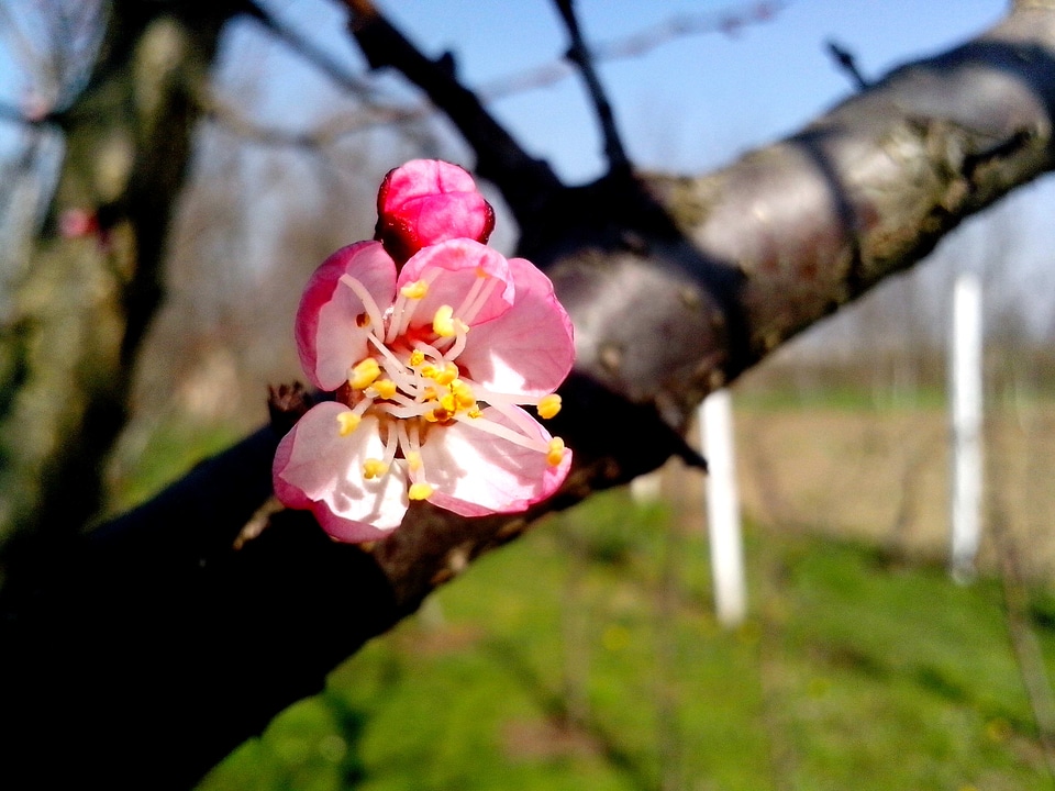 Apple blossoming bouquet