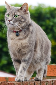 Beautiful brown carnivore