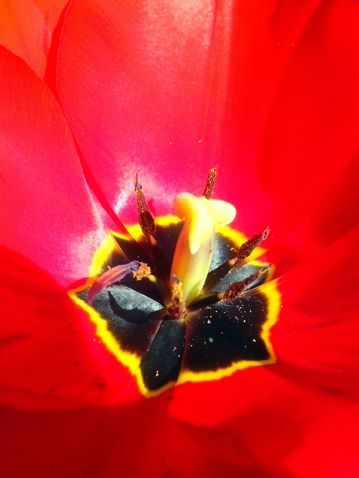 Blossoming close close-up