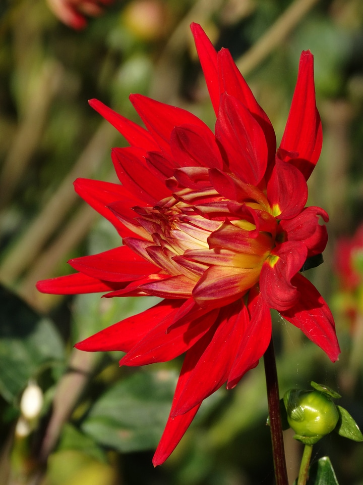 Red yellow flower bud