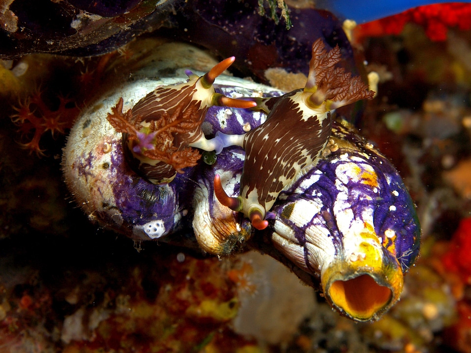 Maritime sea life animal