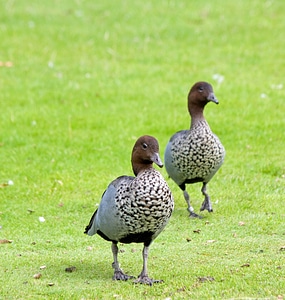 Birds animals wildlife photo