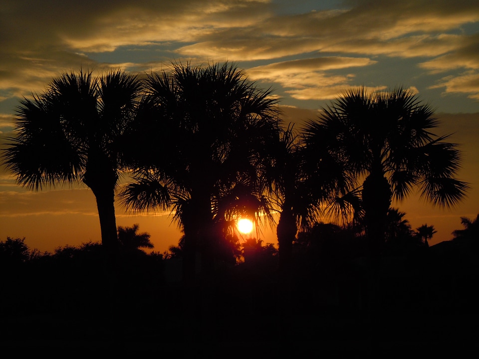 Palm trees africa vacations